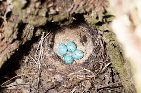 Attēlu rezultāti vaicājumam “Turdus philomelos nest”