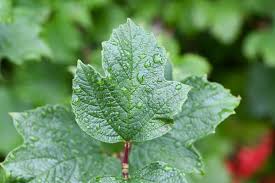 Attēlu rezultāti vaicājumam “Viburnum opulus leaf”