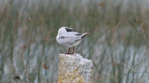 Attēlu rezultāti vaicājumam “Chlidonias hybrida adult”