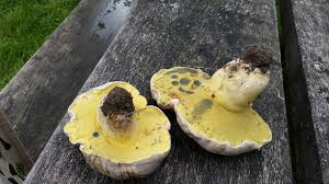 Attēlu rezultāti vaicājumam “Drepanosiphum platanoidis exuvia”