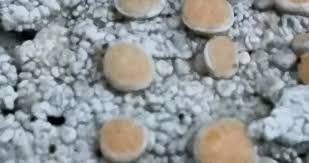 Attēlu rezultāti vaicājumam “Icmadophila ericetorum”