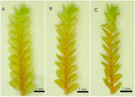 Attēlu rezultāti vaicājumam “Plagiochila porelloides sporophyte”
