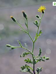 Attēlu rezultāti vaicājumam “Senecio viscosus leaf”
