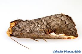 Attēlu rezultāti vaicājumam “Notodontidae”