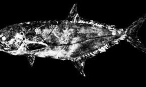 Image result for Lichia amia