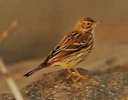 Image result for Anthus gustavi