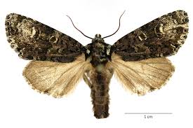 Attēlu rezultāti vaicājumam “Craniophora ligustri”