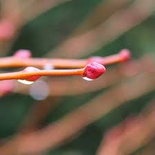 Attēlu rezultāti vaicājumam “Tilia cordata bud”