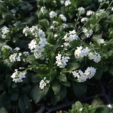 Image result for Myosotis sylvatica