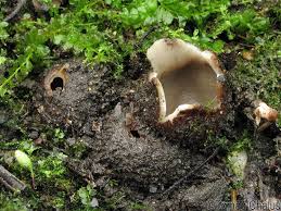 Attēlu rezultāti vaicājumam “Geopora arenicola”