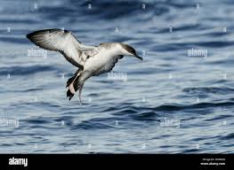 Image result for Puffinus gravis