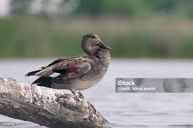 Attēlu rezultāti vaicājumam “Anas strepera”