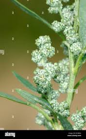 Attēlu rezultāti vaicājumam “Chenopodiaceae”