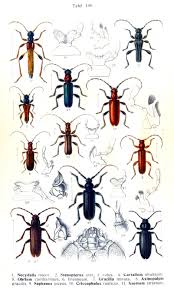 Attēlu rezultāti vaicājumam “Criocephalus rusticus”