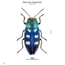 Attēlu rezultāti vaicājumam “Buprestidae”