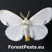 Attēlu rezultāti vaicājumam “Euproctis similis imago”