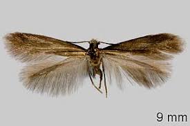 Attēlu rezultāti vaicājumam “Tischeriidae”