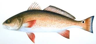 Image result for Sciaenops ocellatus