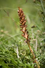 Attēlu rezultāti vaicājumam “Orobanche elatior flower”