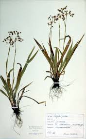 Attēlu rezultāti vaicājumam “Luzula luzuloides fruit”