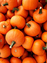 Image result for Kürbis