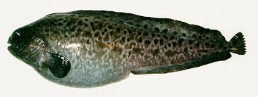 Image result for Anarhichas denticulatus