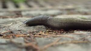 Attēlu rezultāti vaicājumam “Limax cinereoniger”