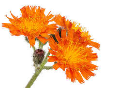 Attēlu rezultāti vaicājumam “Pilosella aurantiaca flower”