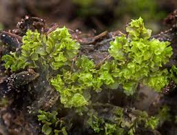 Attēlu rezultāti vaicājumam “Fossombronia wondraczekii”