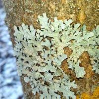 Attēlu rezultāti vaicājumam “Parmelia serrana”