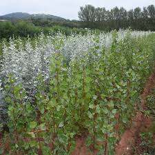 Attēlu rezultāti vaicājumam “Populus nigra Italica”