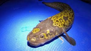 Image result for Lota lota