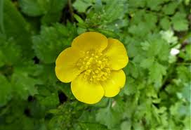 Attēlu rezultāti vaicājumam “Ranunculus acris”