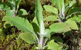 Image result for Fingerhut rot