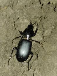 Attēlu rezultāti vaicājumam “Broscus cephalotes”