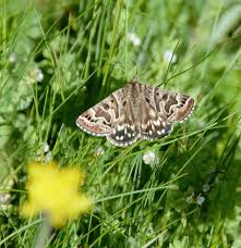 Attēlu rezultāti vaicājumam “Callistege mi”