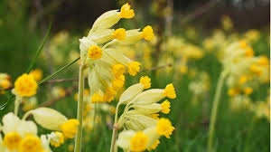 Attēlu rezultāti vaicājumam “Primula veris flower”