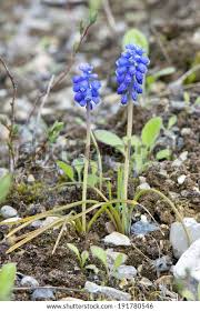 Attēlu rezultāti vaicājumam “Muscari botryoides flower”