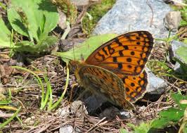 Attēlu rezultāti vaicājumam “Argynnis niobe underside”