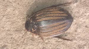 Attēlu rezultāti vaicājumam “Acilius sulcatus”