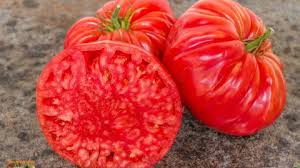 Afbeeldingsresultaat voor belarus orange tomato