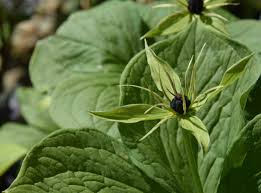 Attēlu rezultāti vaicājumam “Paris quadrifolia”