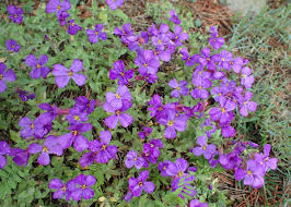 Attēlu rezultāti vaicājumam “Aubrieta deltoidea”