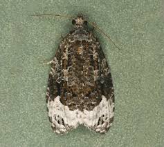 Attēlu rezultāti vaicājumam “Apotomis betuletana”