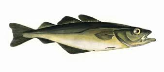 Image result for Pollachius pollachius