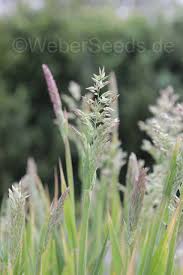 Attēlu rezultāti vaicājumam “Holcus lanatus”