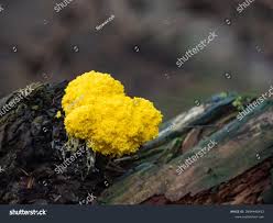 Attēlu rezultāti vaicājumam “Fuligo luteonitens”