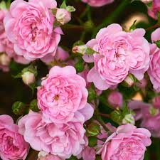 Image result for Rosengewächse