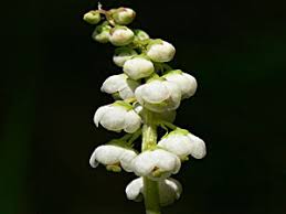 Attēlu rezultāti vaicājumam “Pyrolaceae”