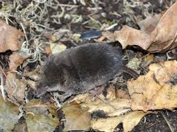 Attēlu rezultāti vaicājumam “Sorex araneus”